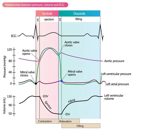 Ventricular Pressure